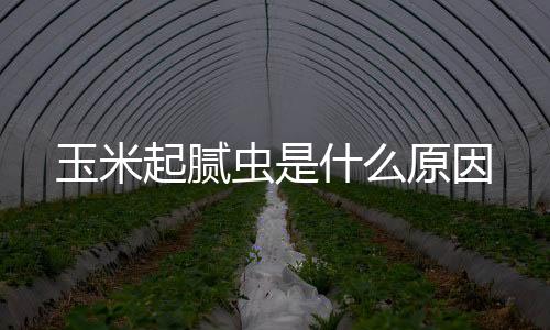 起腻在黄淮海地区还有棉岈