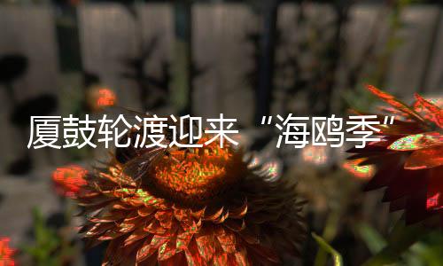 海鸥季红嘴鸥的厦鼓迁徙季节