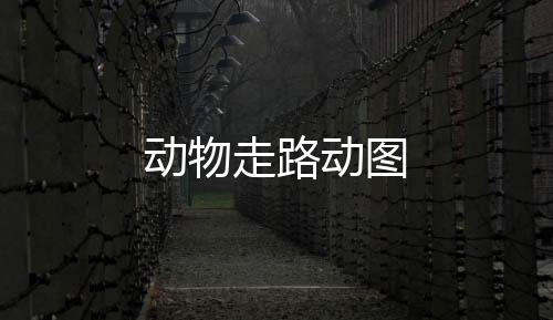 骆驼等走路的走路动画