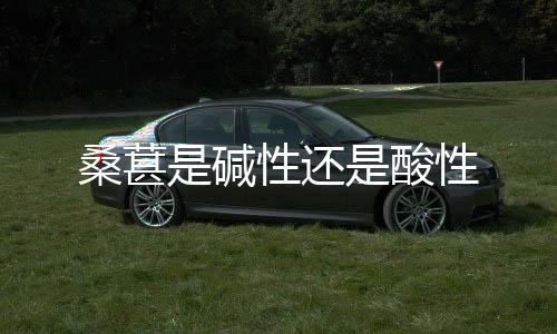 桑葚也有少量呈乳白色